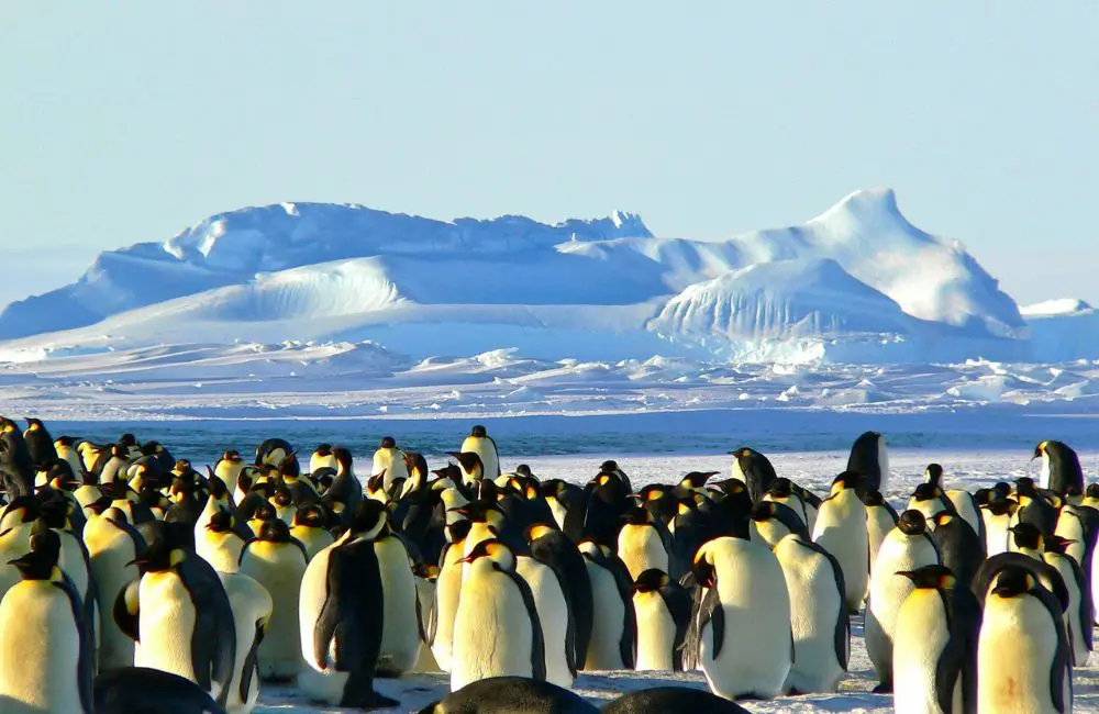 Luxury Unpacked: Luxe-jacking and the top trends facing the industry now 3 Expedition cruises are still popular with a younger audience