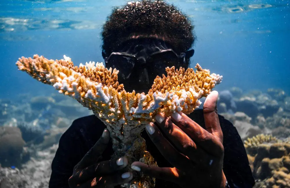 Six Senses Fiji launches new marine restoration program for guests 2 Six Senses Fiji marine coral planting