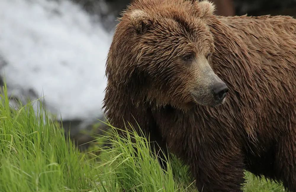 Mythbusting with Visit Anchorage: 7 things that are real (& unreal) about Southcentral Alaska 13 Brown bear at McNeil River. Image: Julie Dodds
