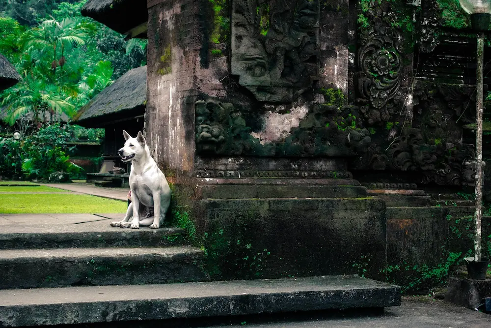 Travel insurer flags surge in Bali rabies claims as govt issues treatment warning 1 A dog at a temple in Bali.