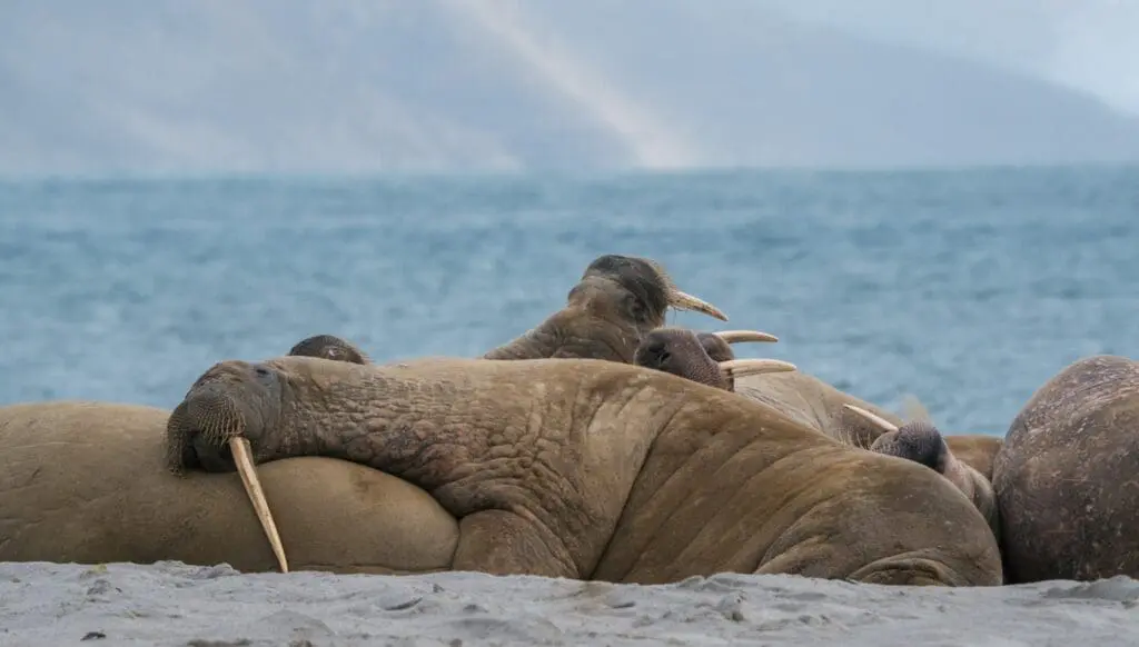Review: No polar bears, no problem - a whole new world unveiled with HX Expeditions 4 1000x568 22