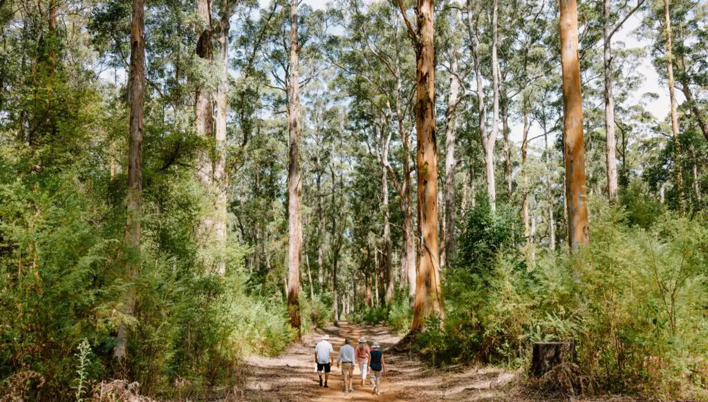 Leave the everyday behind on Western Australia’s South West Nature & Wine Drive 5 1000x568 6