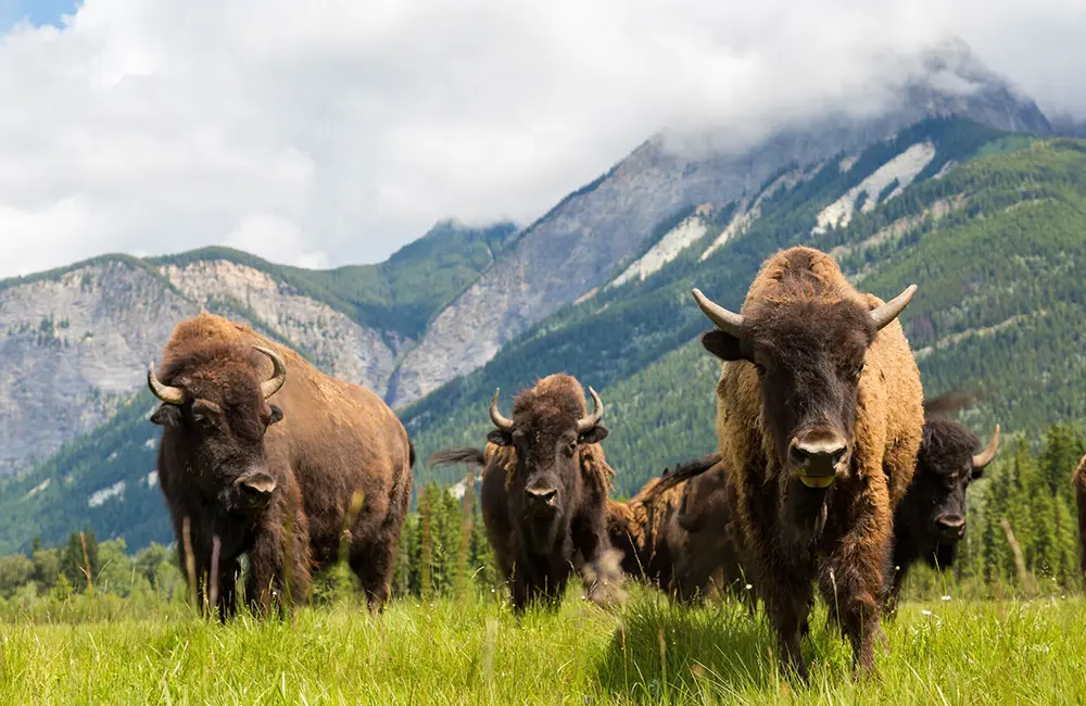 Adventure World expands Canada portfolio with Indigenous-led prairie road trip across 3 provinces