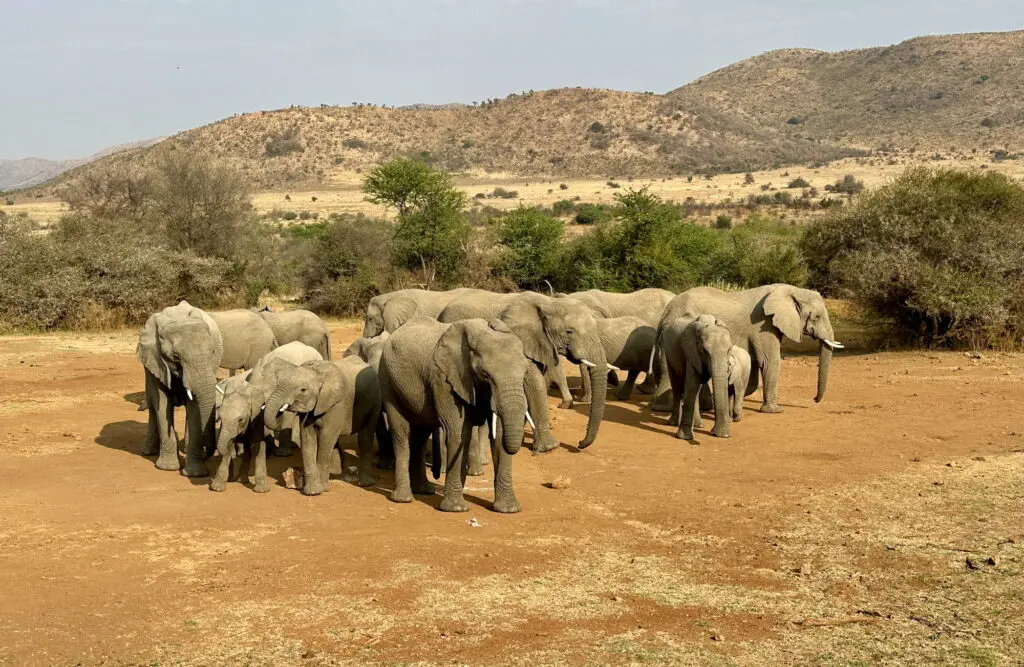 Envoyage Worldwide 2025: 4 keys to agents' growth, 6 steps to transformation & what Africa’s animals can teach advisors 6 an elephant never forgets