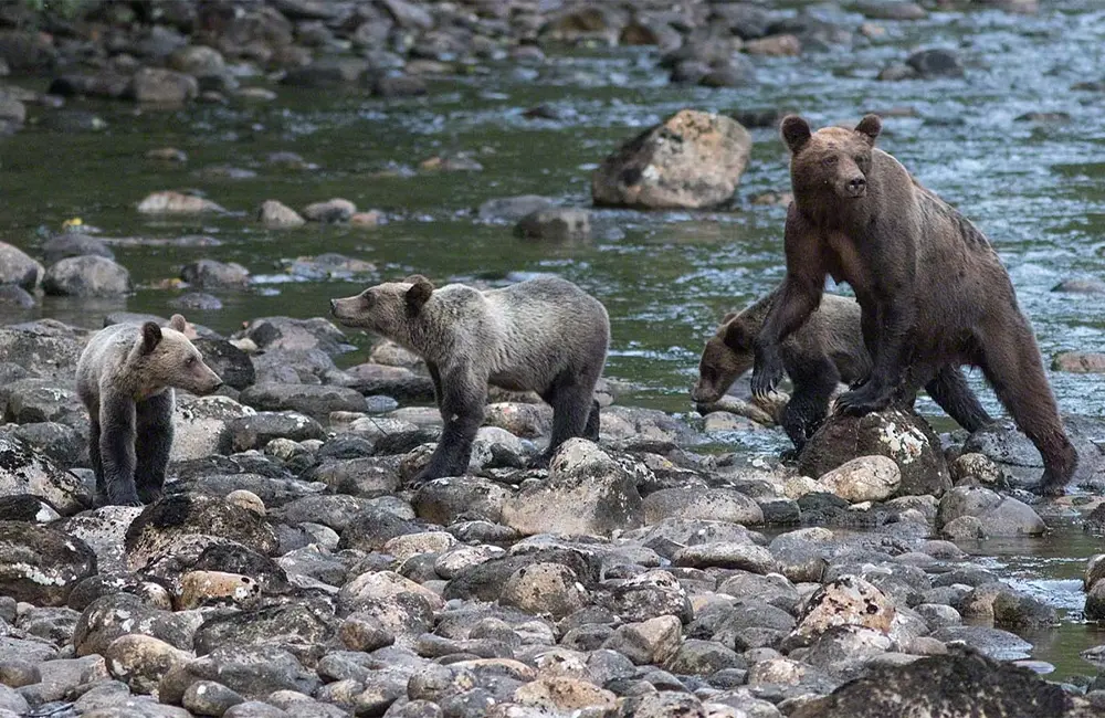 Guardians of the Grizzlies: Protecting the Great Bear Rainforest through responsible tourism with Marg Leehane 3 Great Bear Lodge Grizzly viewing Canada, Karryon