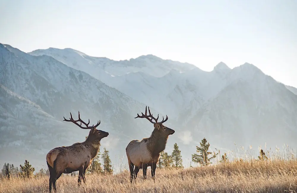 Wildlife encounters await in Canada, with elk roaming freely against the dramatic backdrop of the Rockies.