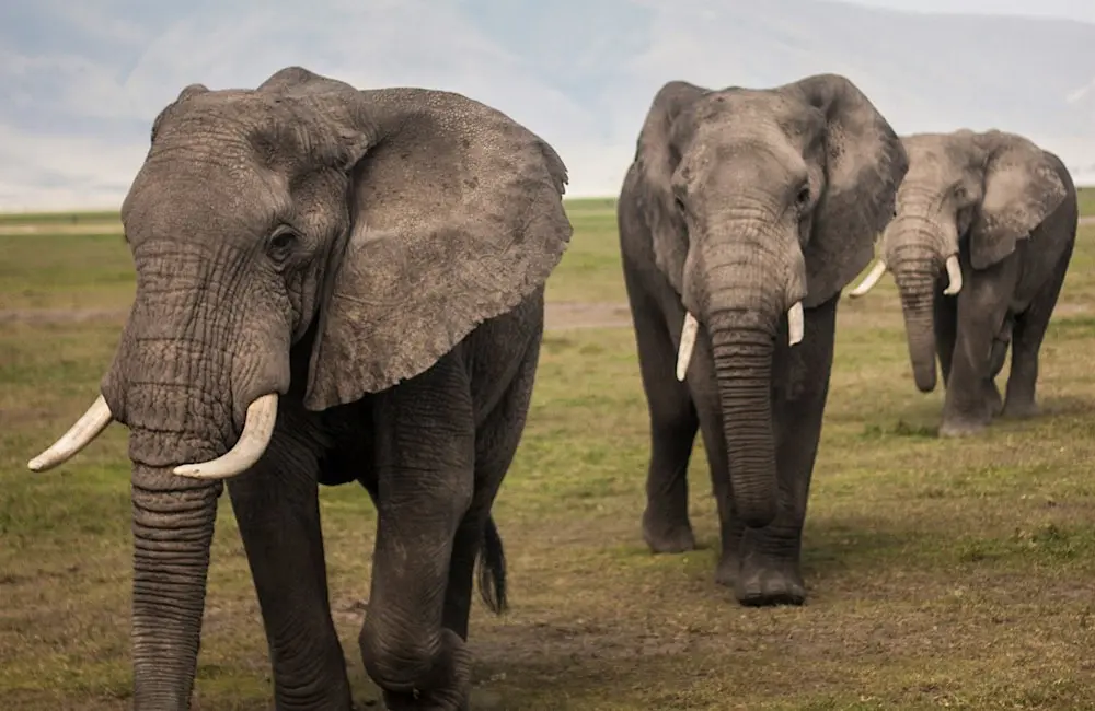 Wildlife encounters, such as safaris in South Africa, are part of the 29 itineraries in the new Signature collection.