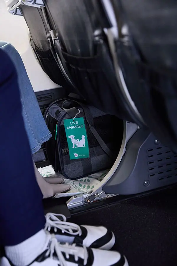 Paws up! Virgin Australia trials first-ever Pets in Cabin flights on select domestic routes 2 Tagged pet carrier stowed under seat – Virgin Australia Pets in Cabin service