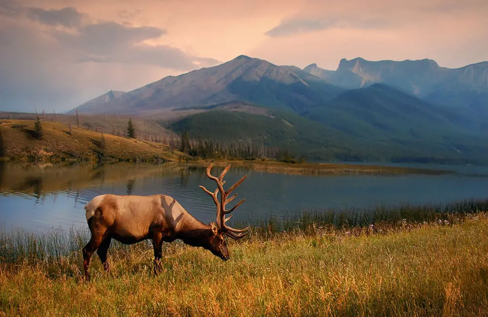 APT Travel Group records biggest bookings week ever, thanks to Europe, Canada & luxury demand 3 Majestic elk in Canadian wilderness. Image: APT APT Travel Group