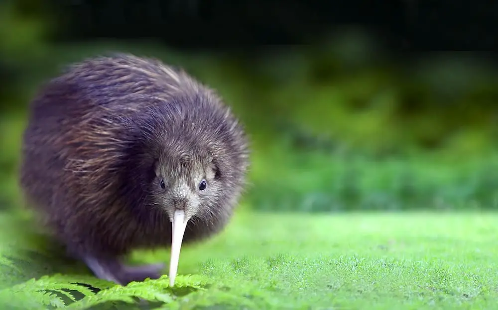 Kiwi North takes flight: How New Zealand’s North Island just got easier to sell 1 shutterstock 2490791717