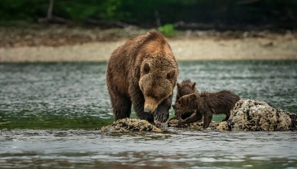 Where big ships can’t go: discover untouched Alaska with HX Expeditions 3 HX Alaska