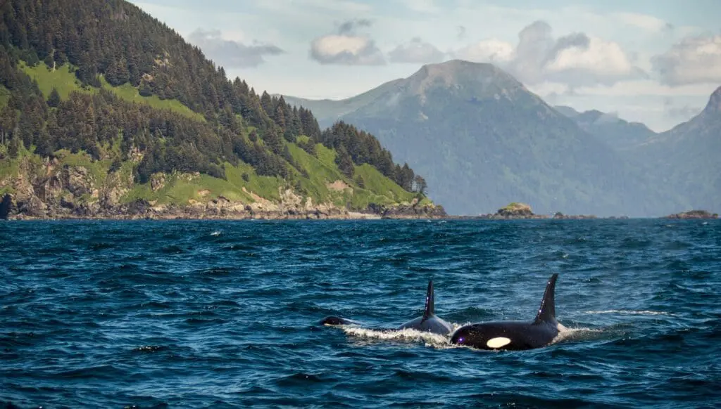Where big ships can’t go: discover untouched Alaska with HX Expeditions 4 1000x568 38 1