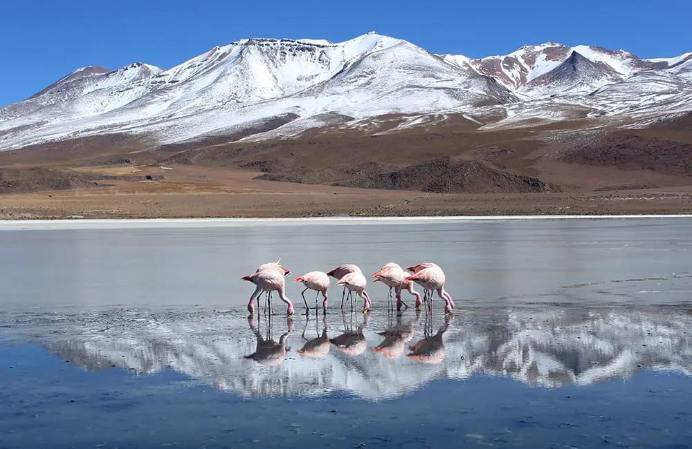 Abercrombie & Kent grows DMC portfolio to 83 countries with Crillon Tours acquisition in Bolivia 2 Flamingos flock to the unique attributes of the Uyuni Salt Flats. Image: Getty Images