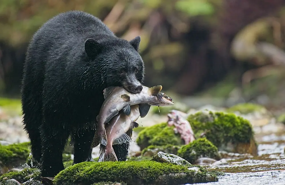Adventure World’s new Canada campaign unlocks year‑round opportunities for agents 3 Black bear fishing in British Columbia — reflecting Adventure World’s wildlife-focused Great Bear Rainforest experiences.