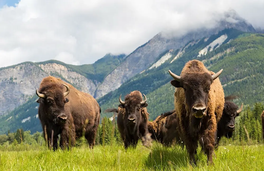 Adventure World’s new Canada campaign unlocks year‑round opportunities for agents 2 Bison in the Prairie provinces — featured in Adventure World’s Trail of the Bison itinerary highlighting Indigenous-led experiences.