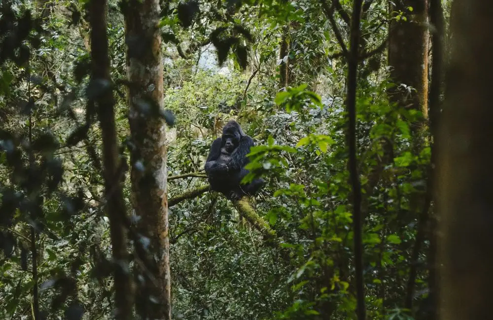 A&K reopens Gorilla Forest Lodge after complete transformation 1 Gorilla Forest Lodge is the only luxury lodge inside the UNESCO World Heritage-listed site of Bwindi Impenetrable National Park