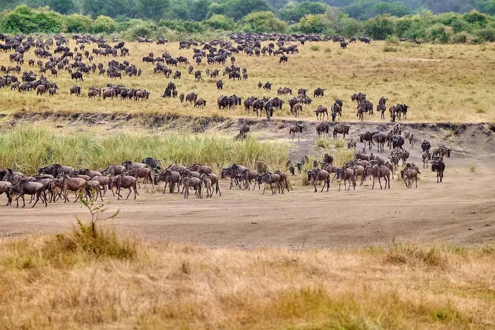 wildebeests gathering together to cross the mara river in serengeti tanzania
Travel warning story