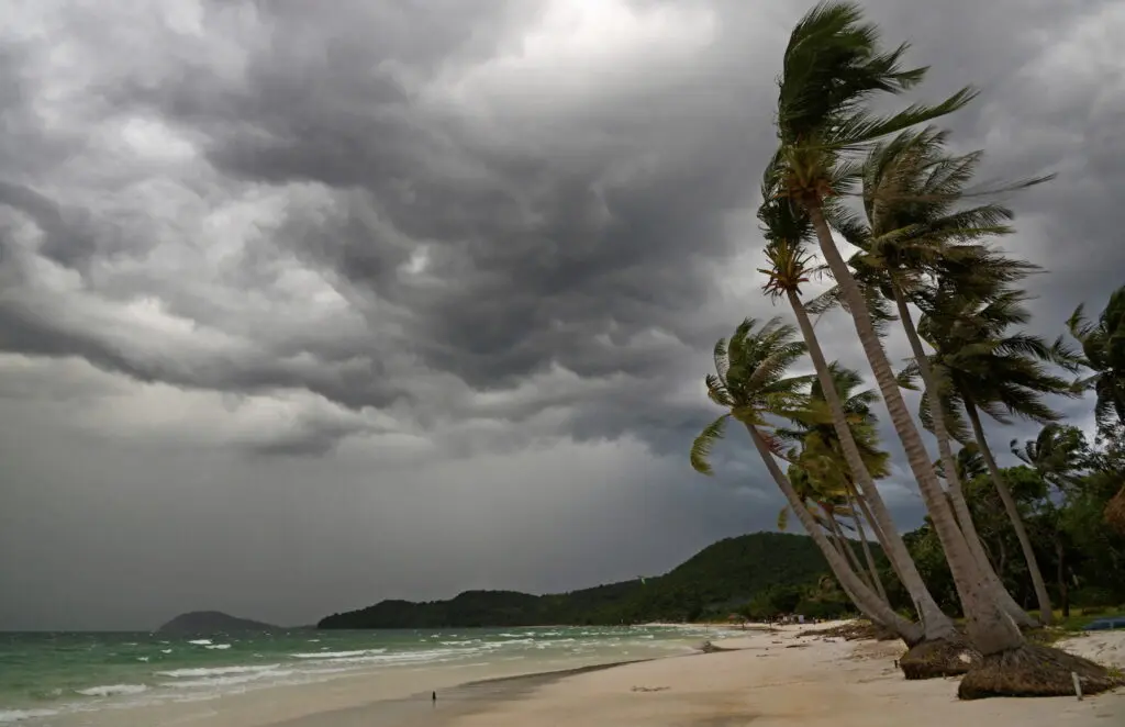 Palm at hurricane. Star beach, Phu Quoc island, Vietnam