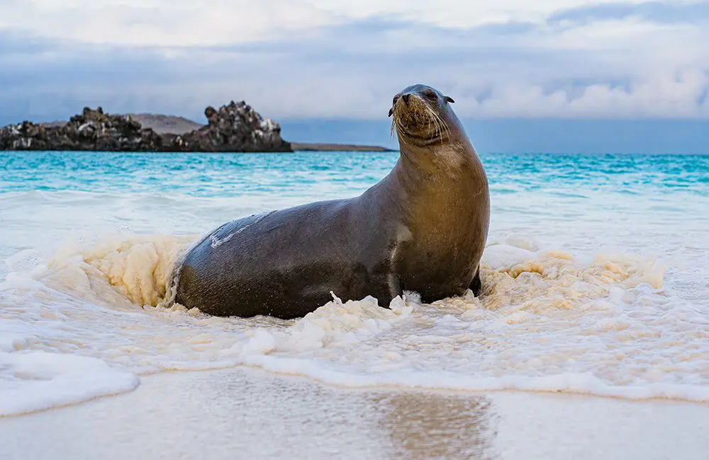 New brochure, new ambassador, new adventures: HX is going all-in on the Galápagos