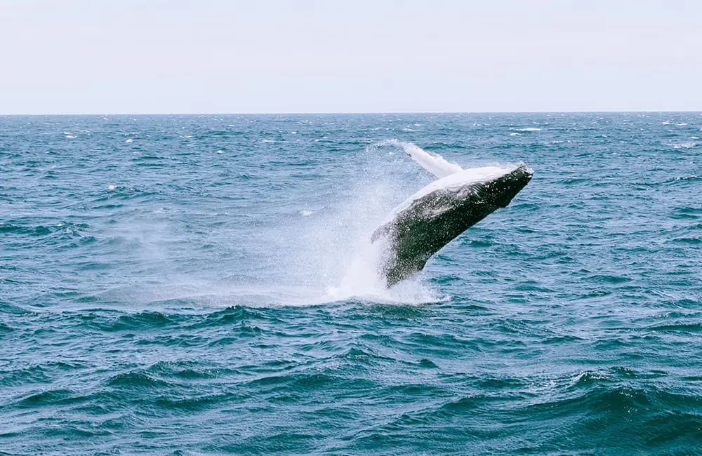 Revealed: The top Aussie travel experiences that stole the spotlight in 2025 3 Whale breaching in water as seen from a whale-watching cruise in Sydney - top Australian travel experiences of 2025