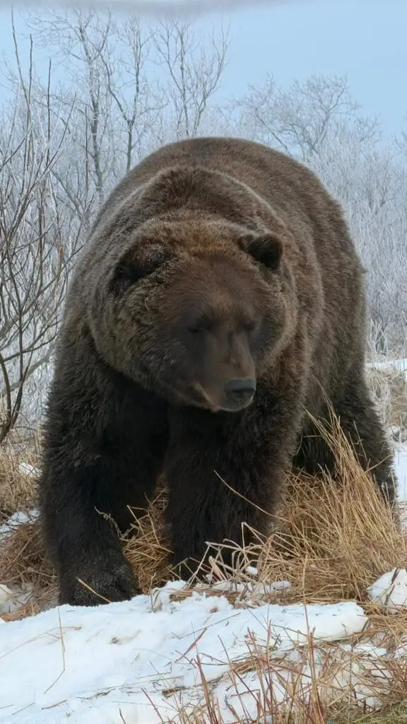 It’s a wrap: 15 top advisors, 5 incredible US fams + 2026 famil news 19 Bear