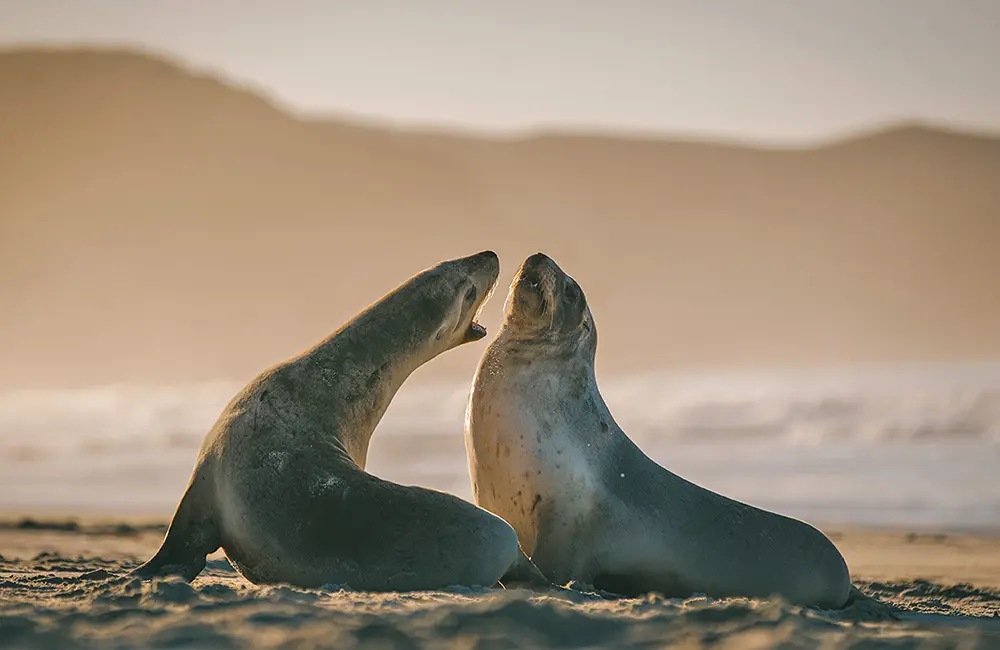 Jetstar boosts Gold Coast to New Zealand routes as trans-Tasman demand surges