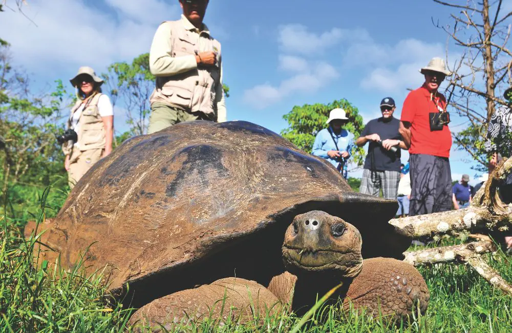 Galapagos tortoise (c) Silversea
