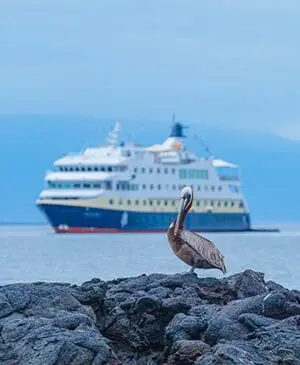 New brochure, new ambassador, new adventures: HX is going all-in on the Galápagos 2 Gallery