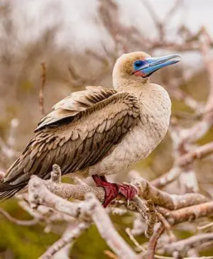 New brochure, new ambassador, new adventures: HX is going all-in on the Galápagos 3 Gallery 1 300x365 Genovesa Island Credit Andres Mesias HX