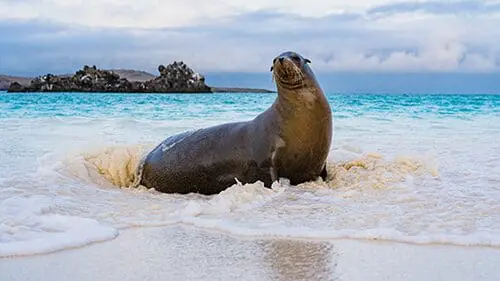 New brochure, new ambassador, new adventures: HX is going all-in on the Galápagos 5 Gallery 1 500x281 Espanola Island Credit Andres Mesias HX