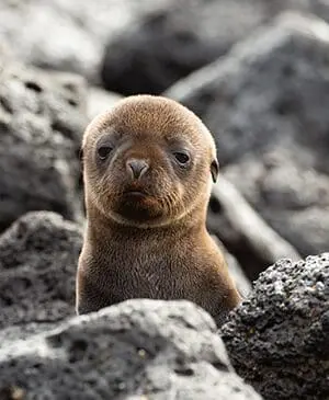 New brochure, new ambassador, new adventures: HX is going all-in on the Galápagos 4 Gallery1 300x365 Fur Seal Credit HX Expeditions Jim Sayer