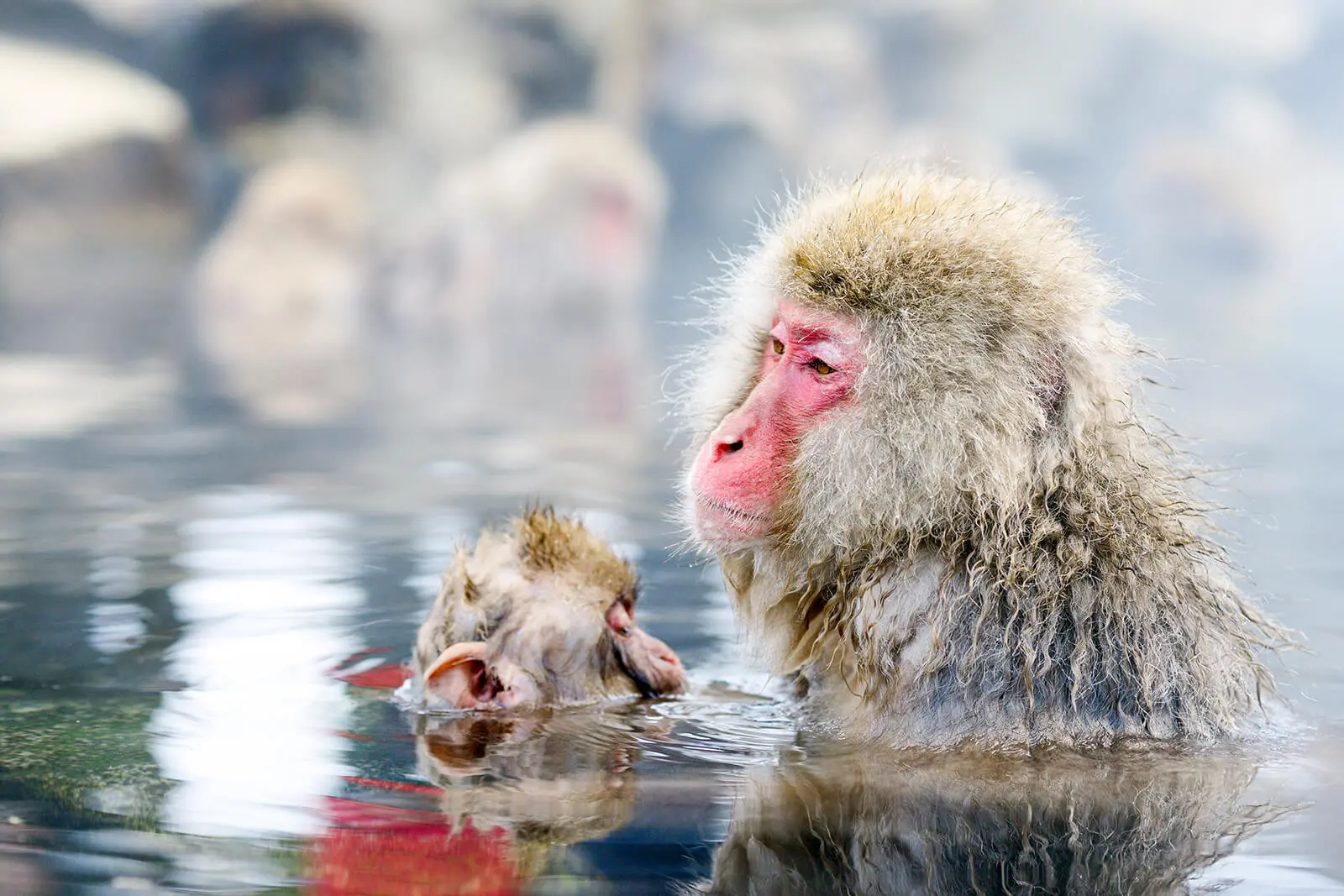 Jigokudani Park - Snow Monkeys - Nagano Tourism Organization