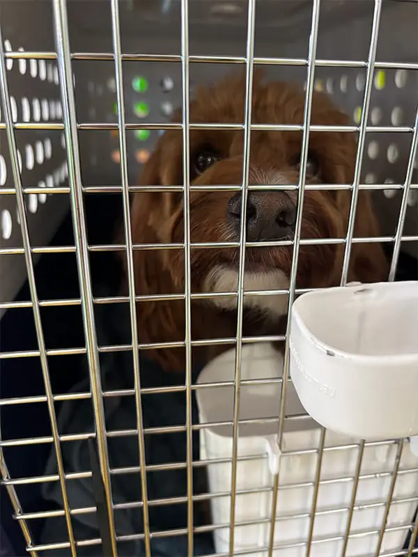 Humphrey the dog in travel cage – pet-friendly travel