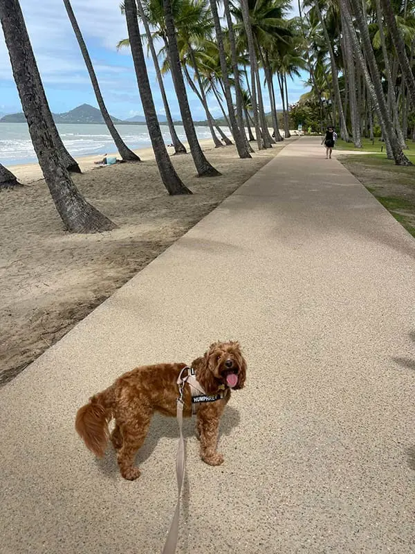 Humphrey the dog on holiday – pet-friendly travel