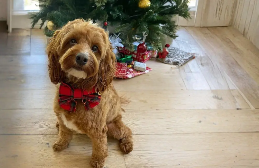 Aussie travellers put pets before partners in festive plans as pet-friendly travel takes off