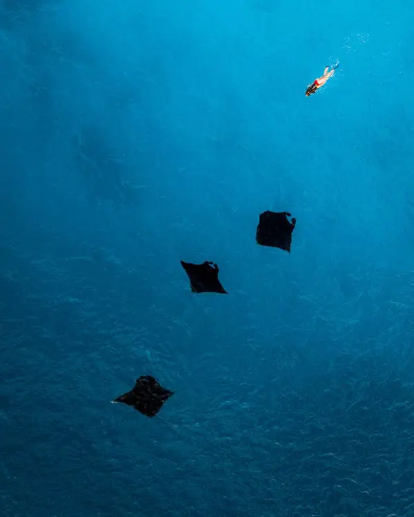 Hit refresh: Tourism Fiji launches 'Holiday Happiness Reset' campaign for stressed-out Aussies 4 Snorkelling with manta rays in Fiji. Image: Tourism Fiji