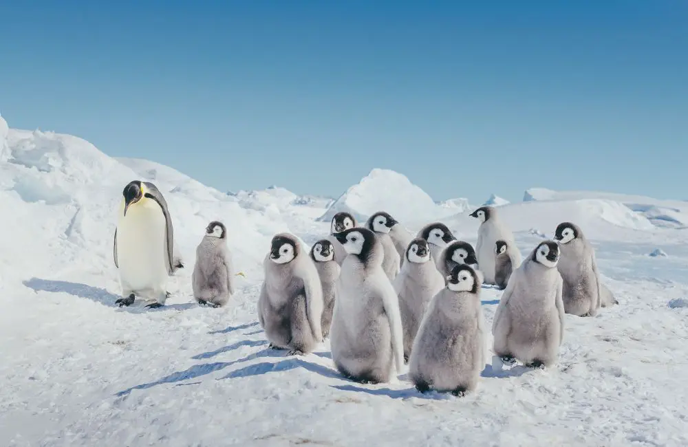 Quark at Snow Hill © David Merron