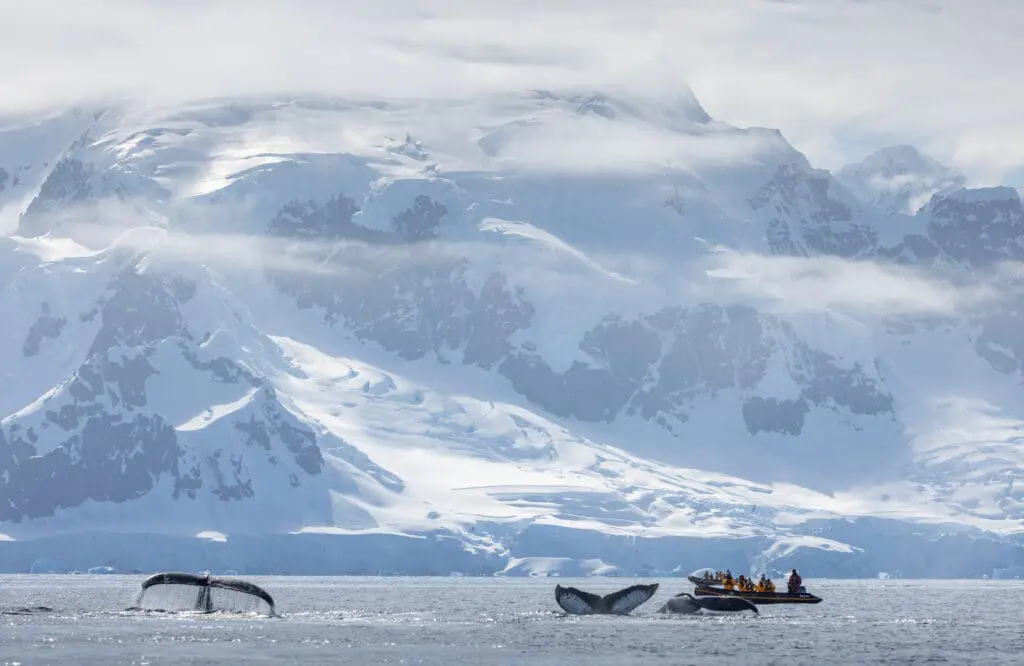 Read this for a bonus offer that’ll make you say yes to the Arctic & Antarctic in 2026 5 1000x650 23 3