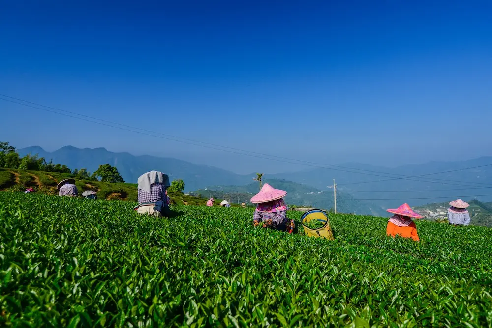 Oolong tea hills in Alishan, Taiwan.
travel