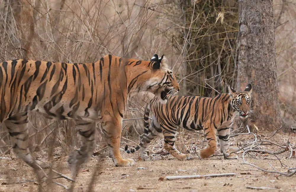 Bengal tigers in Madhya Pradesh national park, India. A&K Worldwide Sale