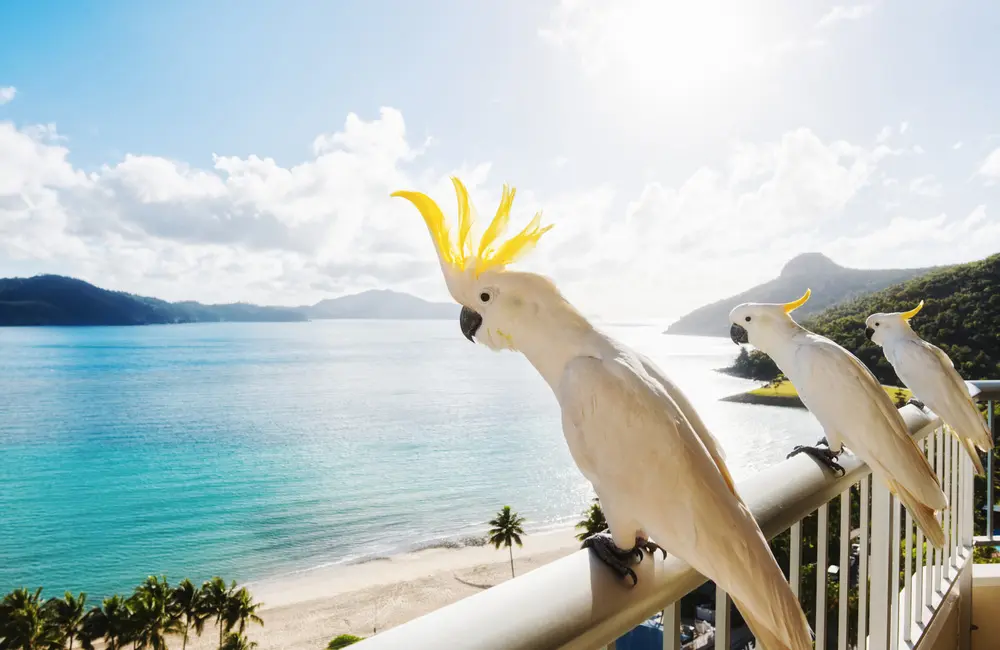 Hamilton Island sold: US private equity giant Blackstone buys reef icon in landmark $1.2B deal