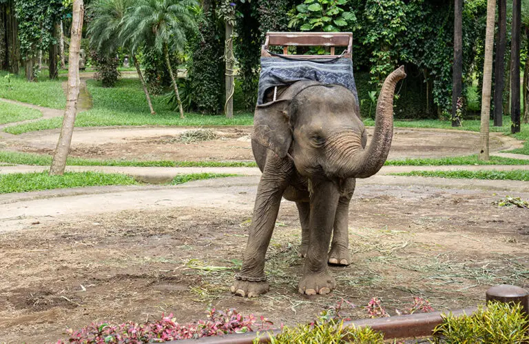 Mason Elephant Park Lodge elephant Credit Andito Wasi Mason