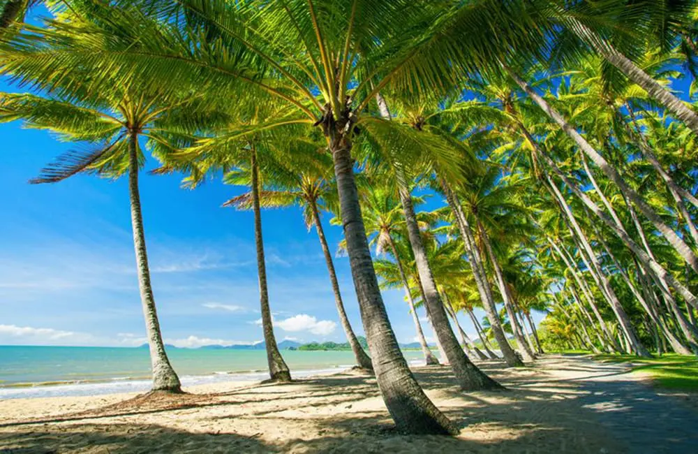 Cairns beach with palm trees.