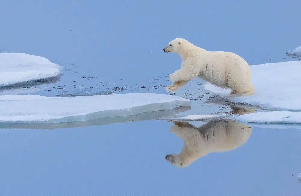 Chill factor: How to choose the best Arctic cruise