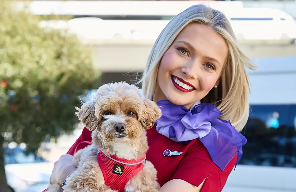 Sit, stay, fly! Virgin Australia expands Pets in Cabin trial to June 2026 as demand soars