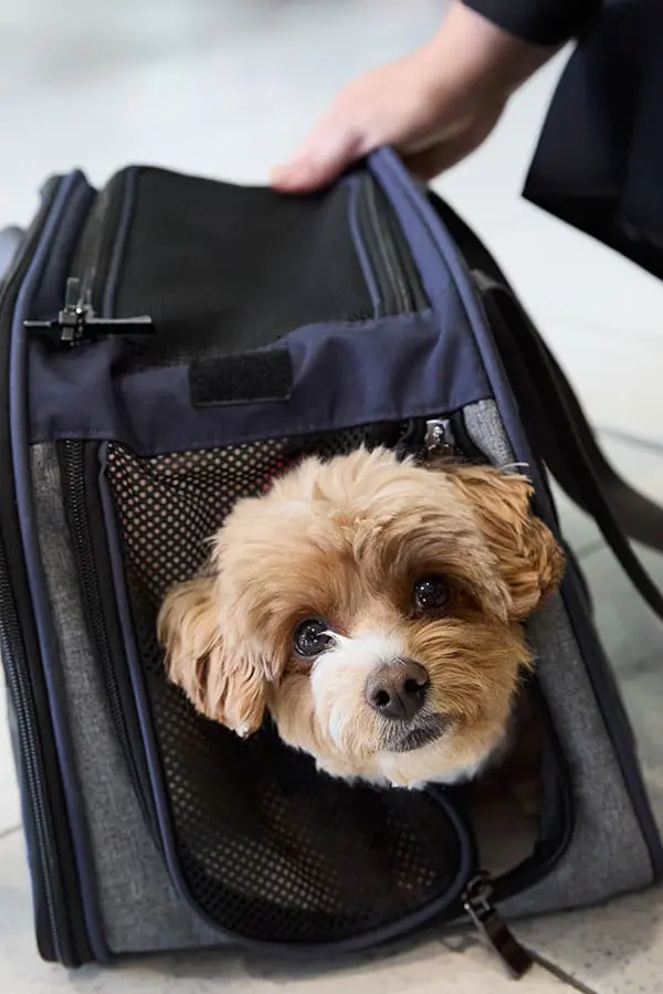 Small dog in pet carrier.