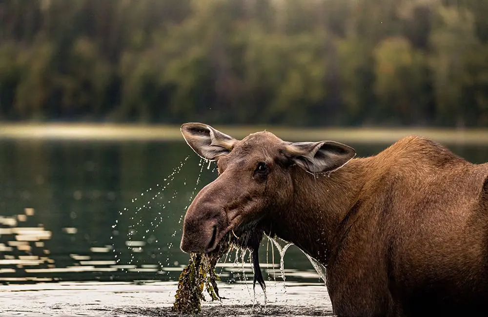 Adventurous, natural, wild: 3 more iconic British Columbia journeys for 2026 itineraries 9 Moose in Bowron Lake Provincial Park in the Cariboo Mountains. Image: Robin O'Neill/Destination BC