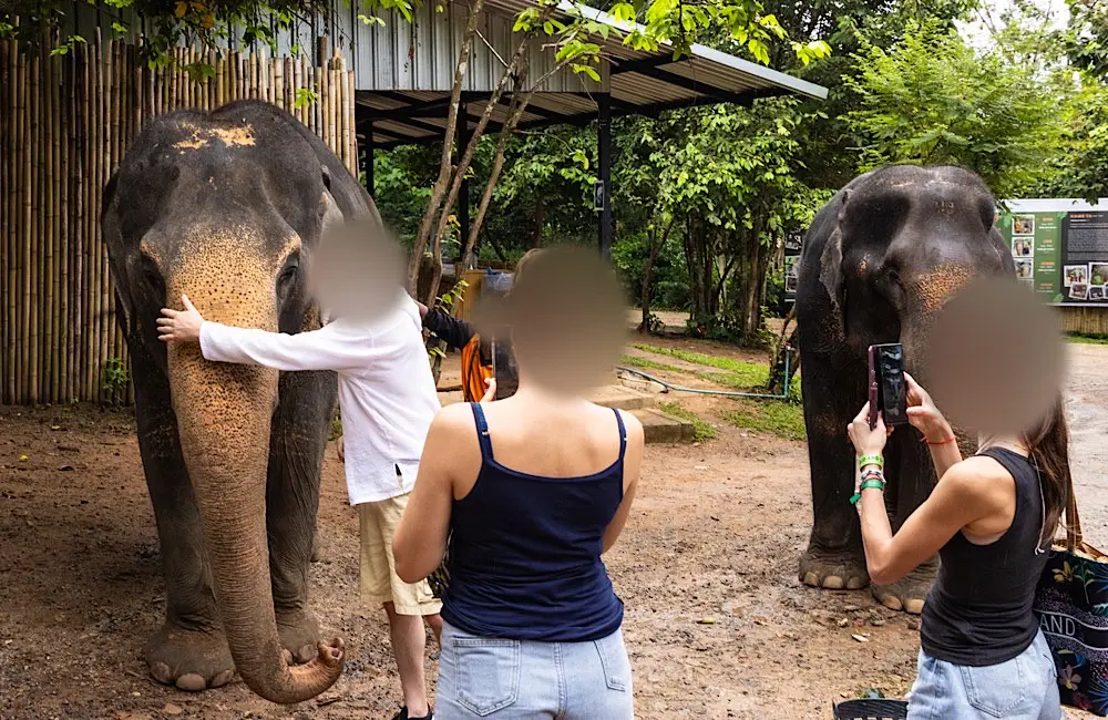 Has elephant tourism in Thailand actually changed, or is it just being marketed differently? 1 elephant tourism: Two out of three elephants surveyed were living in poor welfare conditions.
