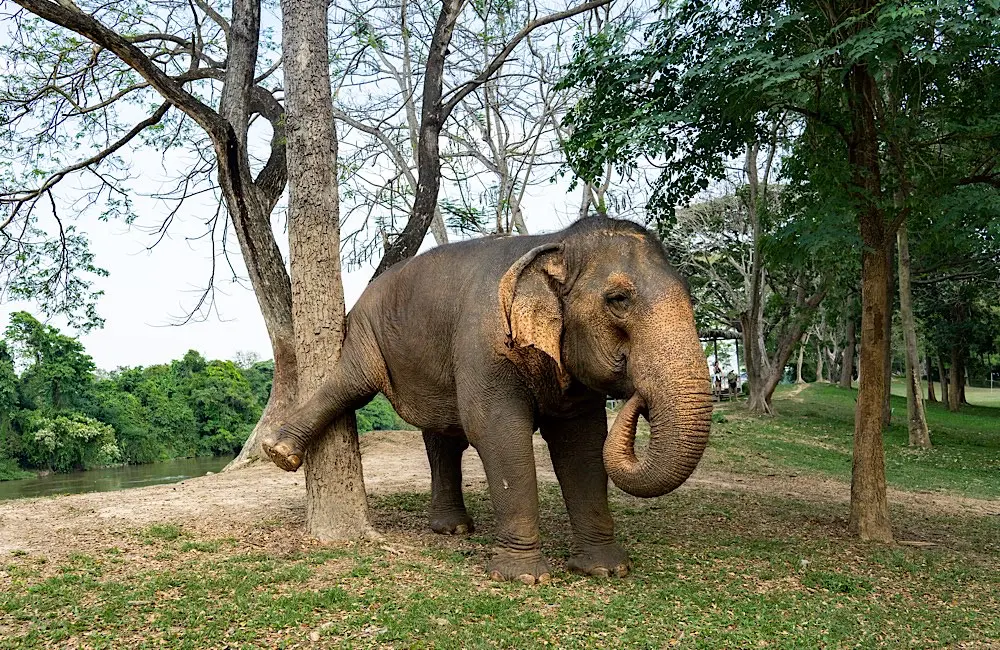 Has elephant tourism in Thailand actually changed, or is it just being marketed differently? 2 elephant tourism: Elephant roaming free at an observation-only venue in Thailand.