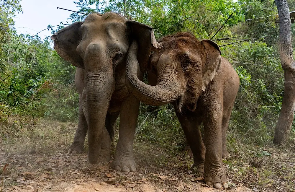 Has elephant tourism in Thailand actually changed, or is it just being marketed differently?